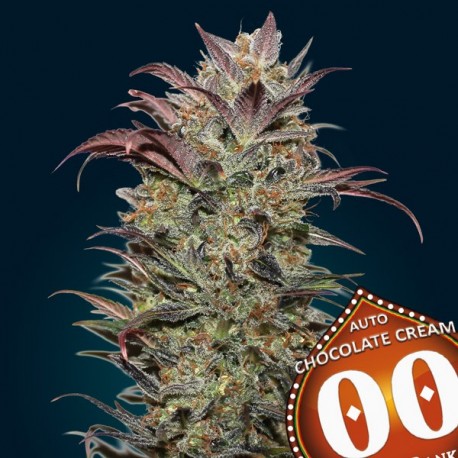 Auto Chocolate Cream