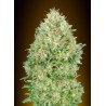 Pineapple Glue