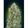 Auto Gelato 33