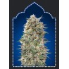 California Kush