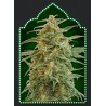 Auto Gorilla