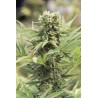 Dedoverde Haze
