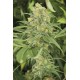 Green Crack (3 semillas)