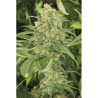 Green Crack feminizadas de Humboldt al 20%