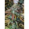 Lemon Kush Headband feminizadas de Humboldt al 20%