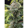 Mango Sapphire feminizadas de Humboldt al 20%