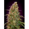 Auto Zkittlez