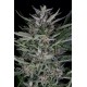 Gorilla Auto