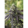707 Headband feminizadas de Humboldt al 20%