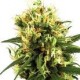 White Haze Auto (3 semillas)