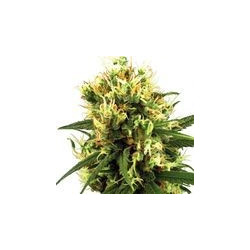 White Haze Auto (3 semillas) autoflorecientes de White Label