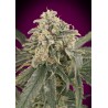 Auto Amnesia XXL