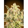 Biodiesel Mass XXL Auto