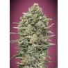 Gelato 33 Fast