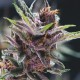 Black Cherry Punch - American Strains