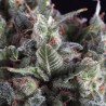 Olympia de Pyramid Seeds