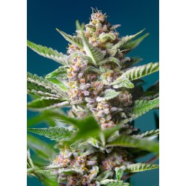 Purple Punch OG de Sweet Seeds