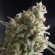 Semillas Lennon de Pyramid Seeds