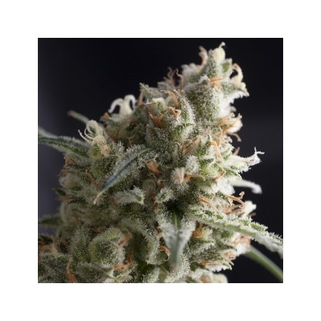 Semillas Lennon de Pyramid Seeds