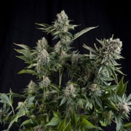 Semillas de maria White Widow