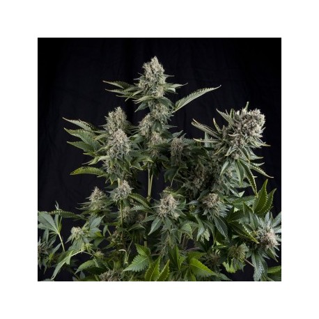 Semillas de maria White Widow