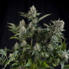 White Widow feminizadas de Pyramid Seeds