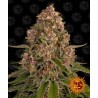 Pink Kush