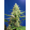 Sweet Pure Auto CBD 3 semillas 3+1 y 5+2 de Sweet Seeds con el 20% Sweet Pure Auto CBD 3 semillas 3+1 y 5+2 de Sweet Seeds con el 20%