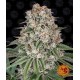 Tropicanna Banana