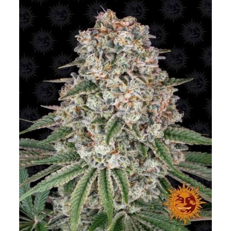 Tropicanna Banana