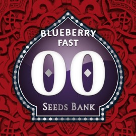 Blueberry Fast