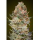 Sweet Critical CBD