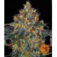 Moby Dick Auto