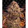 Blue Sunset Sherbert feminizadas de Barney's Farm