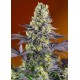 Sweet Zenzation XL Auto