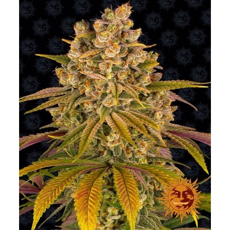 Lemon Tree