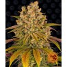 Lemon Tree