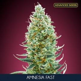 Amnesia Fast