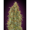 Zkittlez Fast de Advanced Seeds con el 20%