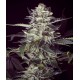Brain Stroke Auto