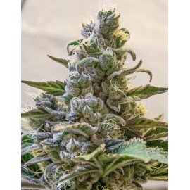 Lemon Cake Auto