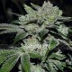 Sour Glue de Medical Seeds