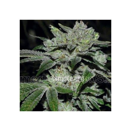 Sour Glue de Medical Seeds