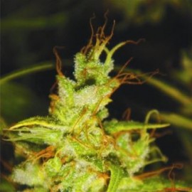 Semillas de marihuana 2046 de Medical Seeds