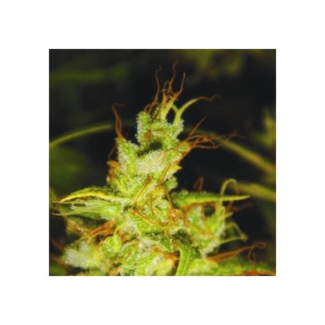 Semillas de marihuana 2046 de Medical Seeds