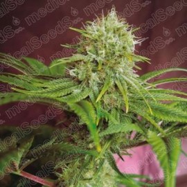 Elixir Vitae CBD de Medical Seeds