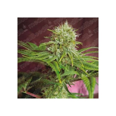 Elixir Vitae CBD de Medical Seeds