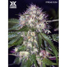 Xtreme Kush de Xtreme Seeds con el 20%