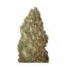 Sour Diesel CBD +