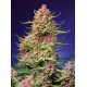Strawberry Cola Sherbet Fast Version